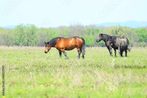 Horses on farm