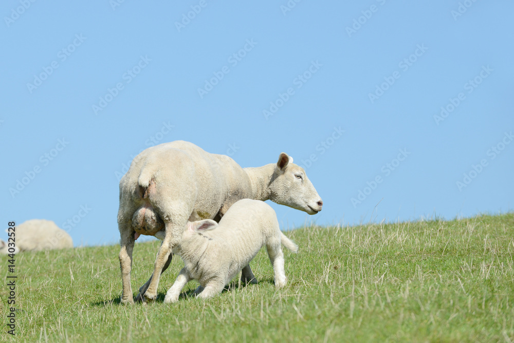 Fototapeta premium Sheep suckling lamb on pasture