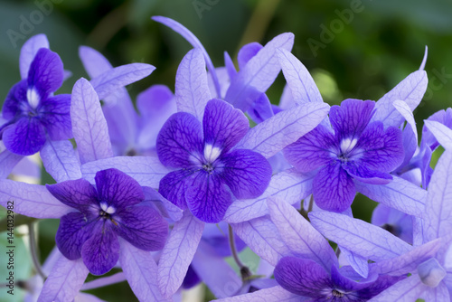Petrea Flowers. © noppharat