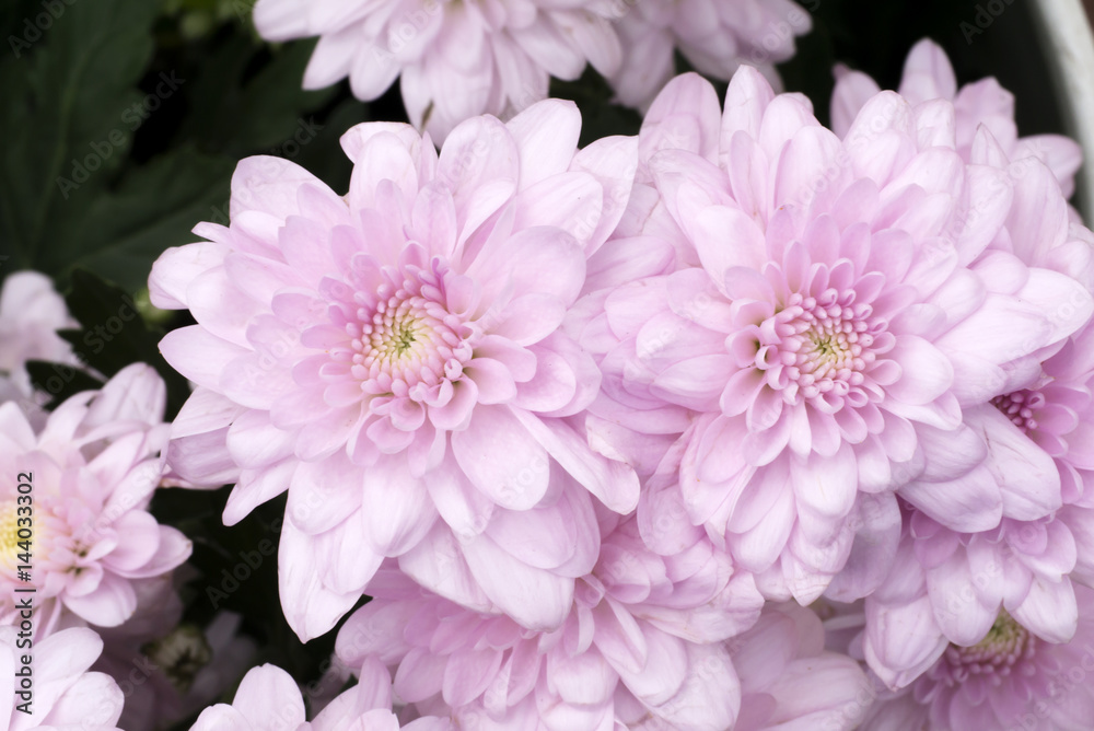 Close up of Purple chrysanthemum flower
