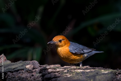 Orange-headed Thrush (Geokichla citrina) Bird