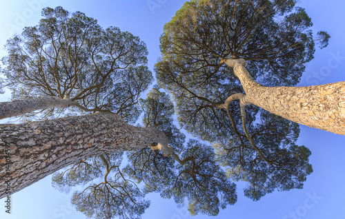 Pinus pinea growing on the territory of Italy photo