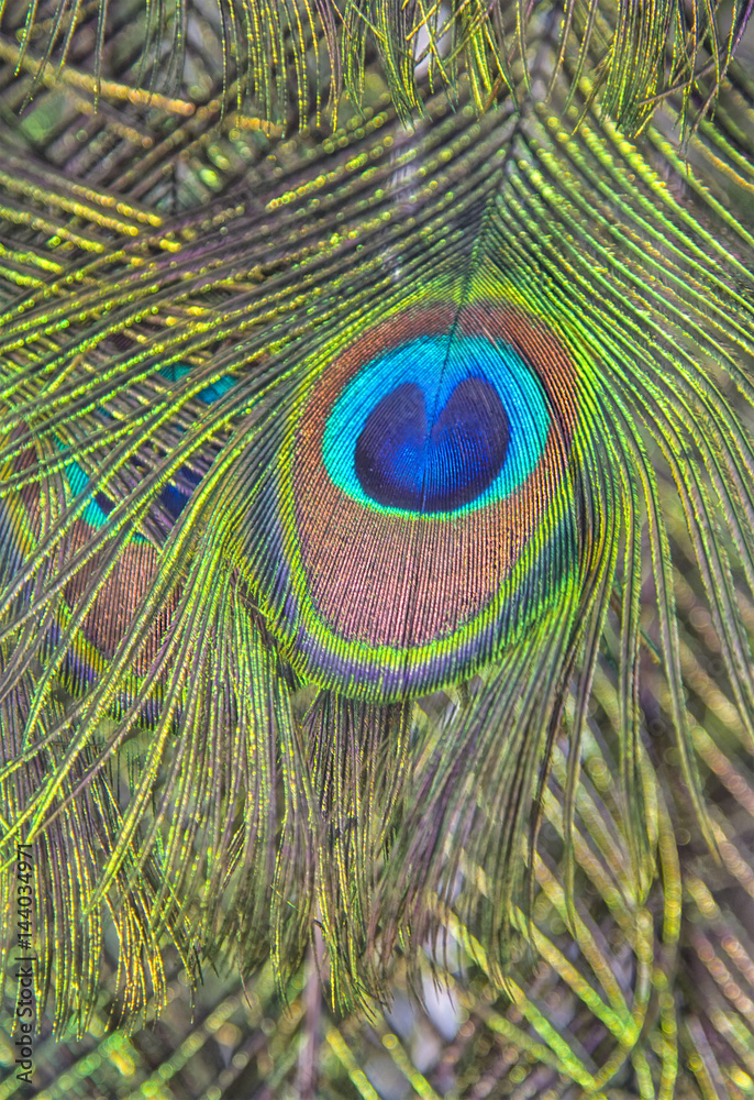 Naklejka premium detail of peacock feathers close up