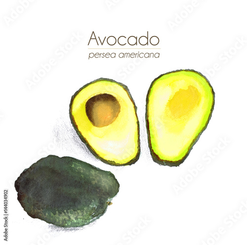Avocado - Aquarell mit Schatten