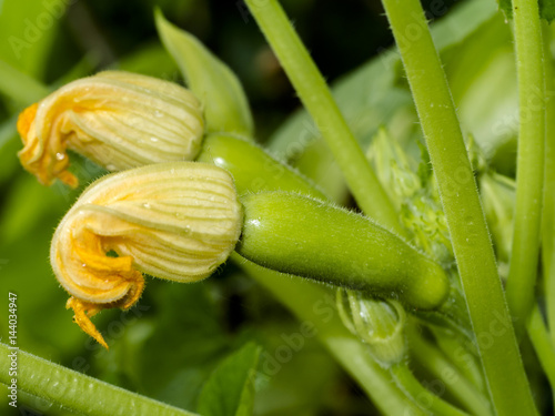 Zucchini flower.