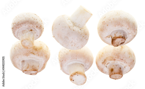 White mushrooms champignons