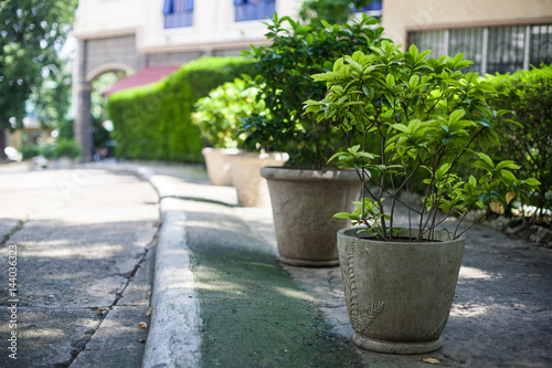 Green plants on the street