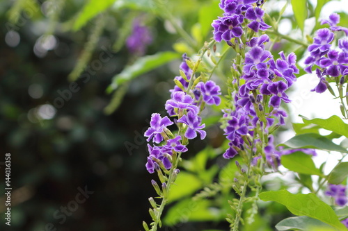 Duranta repens many beautiful purple flowers in the garden.