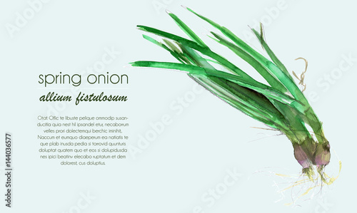 srping onion - watercolor vector on blue background