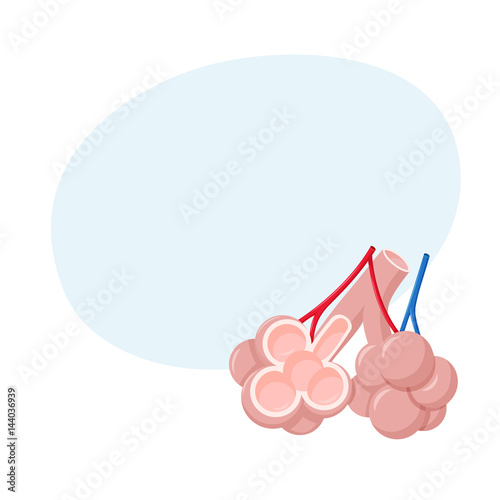 Human lungs alveoli anatomy.