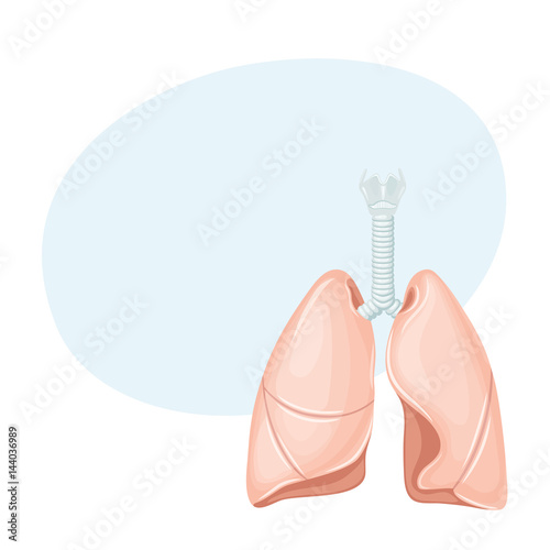 Human lungs anatomy