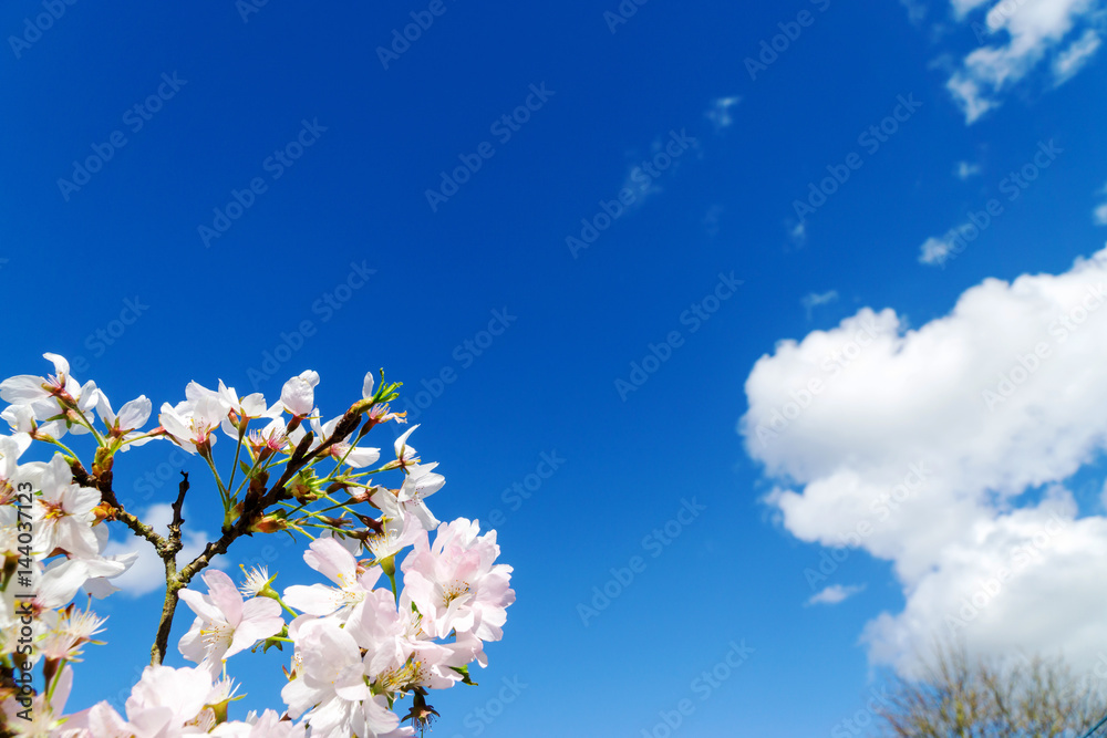 Springtime cherry blossom tree branch against a blue sky with white clouds Springtime cherry blossom tree branch against a blue sky with white clouds