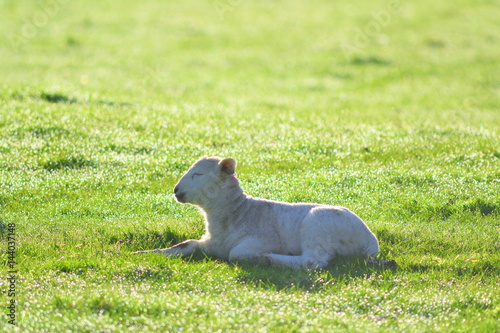 Young lamb on a farmland in East Devon