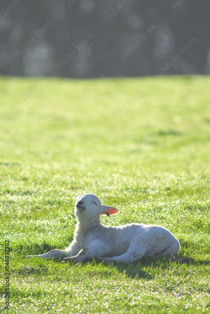 Young lamb on a farmland in East Devon Young lamb on a farmland in East Devon