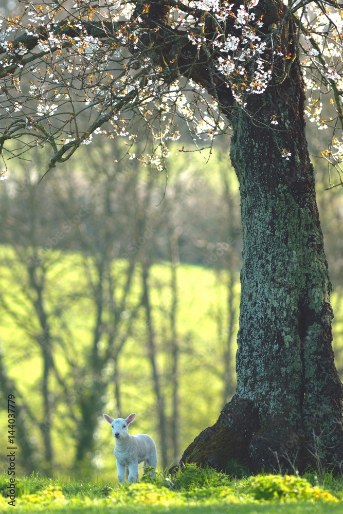 Fototapeta premium Young lamb under blossoming tree in spring