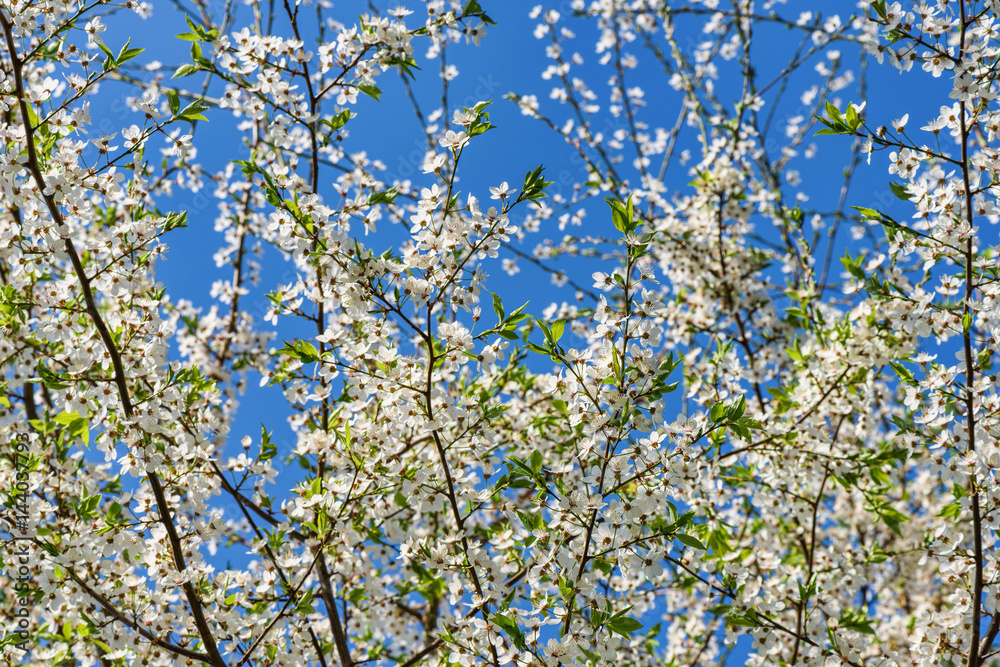 Flowers of the cherry tree orchard blossoms on a spring day with blue sky