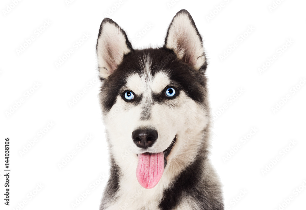 Portrait Siberian husky dog