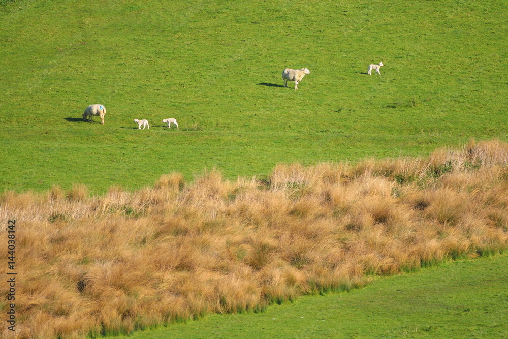 Young lamb graze on a farmland in spring Young lamb graze on a farmland in spring