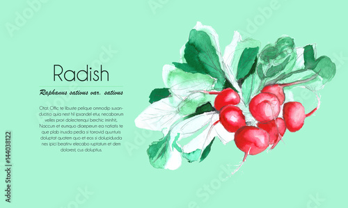 a bunch of radish - watercolor on green background