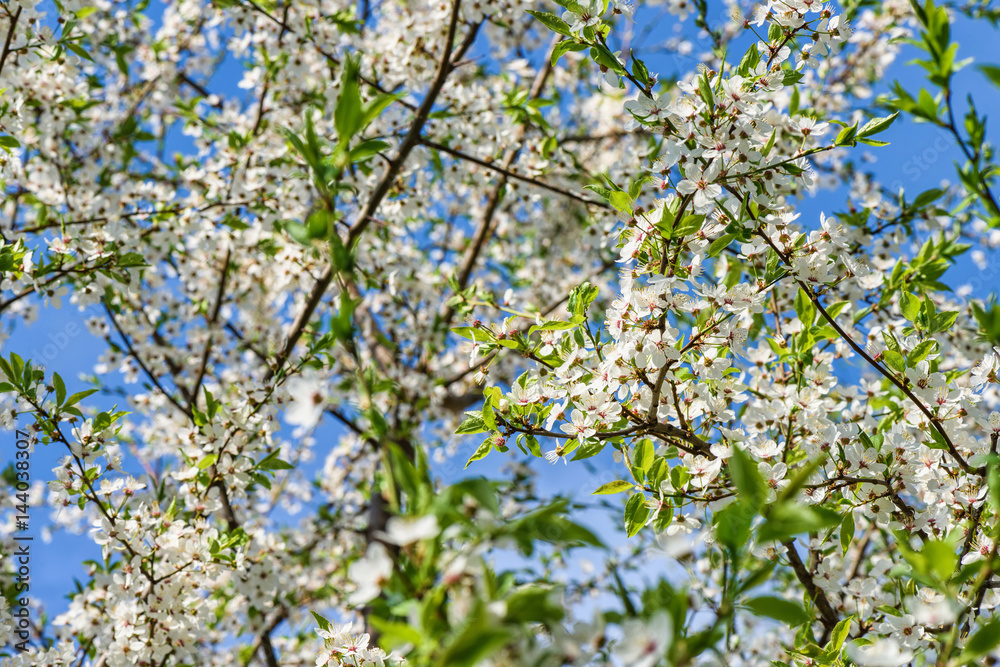 Flowers of the cherry tree orchard blossoms on a spring day with blue sky Flowers of the cherry tree orchard blossoms on a spring day with blue sky