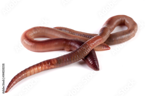 Two earthworms isolated on white background