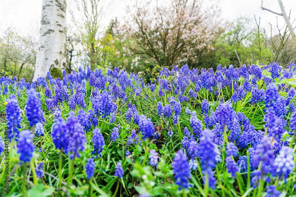 Naklejka premium Springtime blue bells in a meadow
