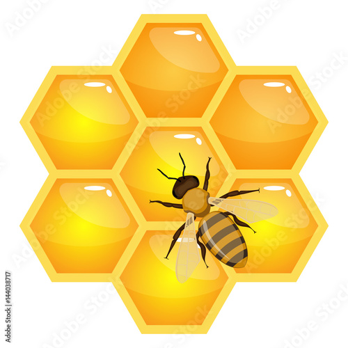 Bee on honeycombs isolated on white background. Organic honey vector