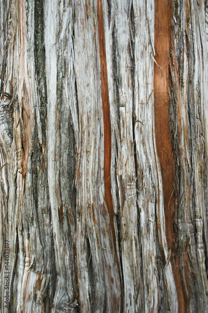tree bark as a background close-up macro