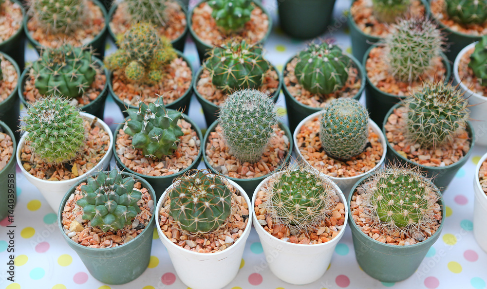 Fototapeta premium Group of cactus in greenhouse growing