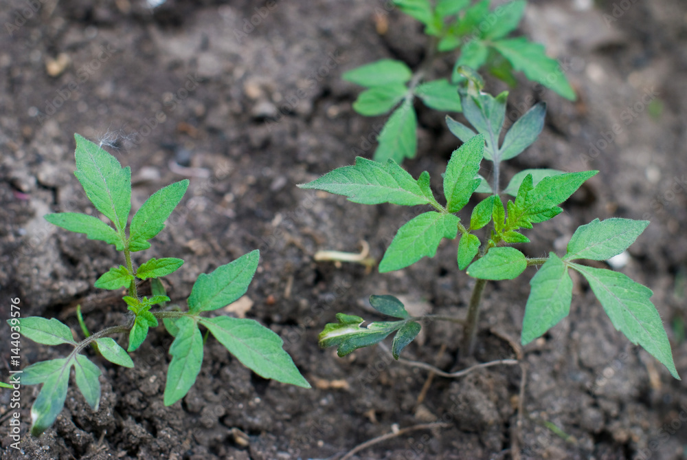 Garden Harvest - Gardening - Fresh Natural Vegetables - Tomato Garden Harvest - Gardening - Fresh Natural Vegetables - Tomato