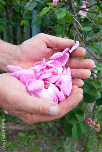 Garden Works - Hands with Tea Roses Petals. Gardening, Healthy Food