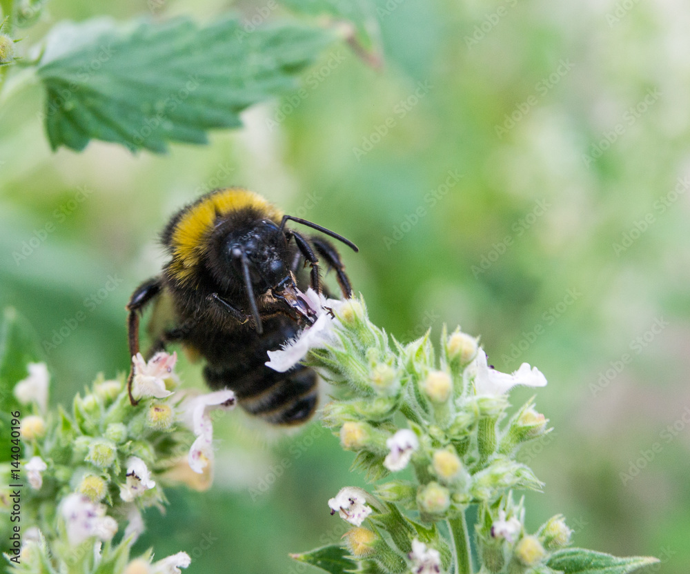 bumble bee on a flower in the garden bumble bee on a flower in the garden