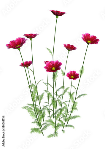 3D Rendering Cosmos Flowers on White