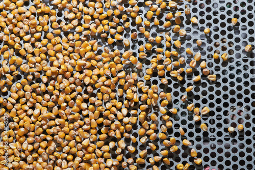 Dent corn grains on seeds separator shaker for cereals