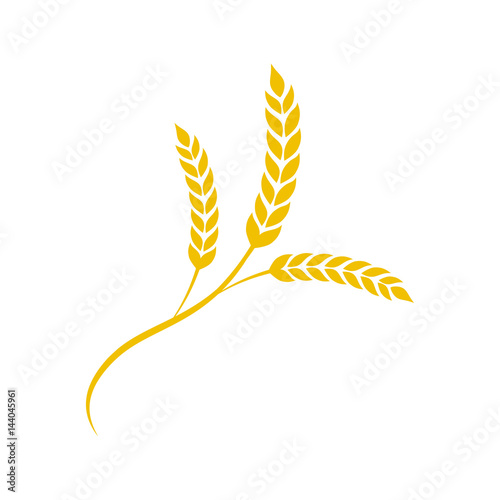 Wheat spike in flat style. Agriculture wheat