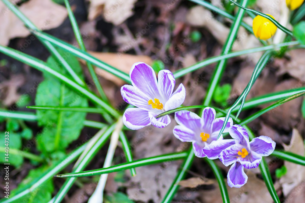 Springtime crocus flowers in a park Springtime crocus flowers in a park