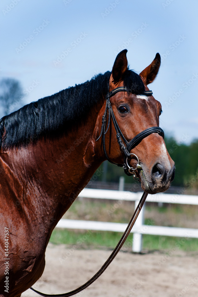 Fototapeta premium Handsome stallion sports at large. The spring sun illuminates his brilliant skin. He knows his price. A great pastime in the stables to admire the horses.