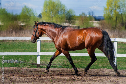 Handsome stallion sports at large. The spring sun illuminates his brilliant skin. He knows his price. A great pastime in the stables to admire the horses.