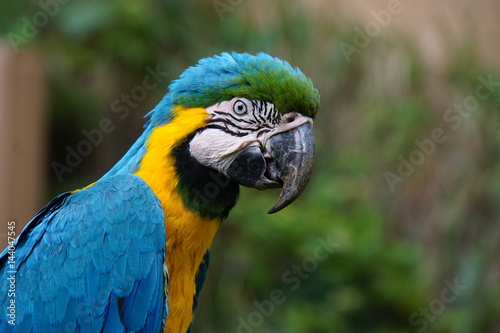 ルリコンゴウインコ