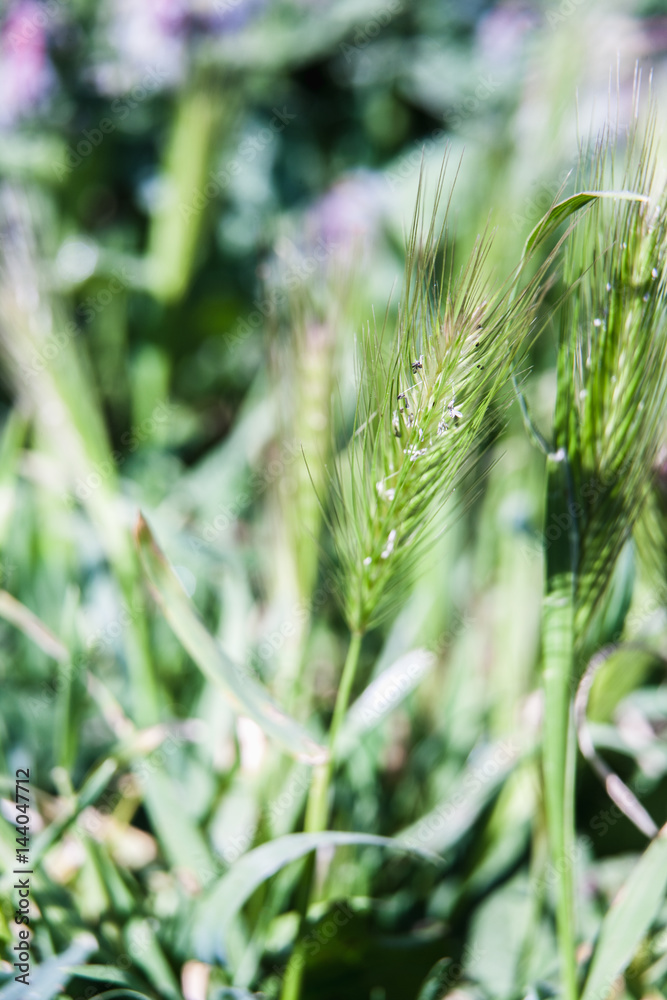 Obraz premium Wild flower macro