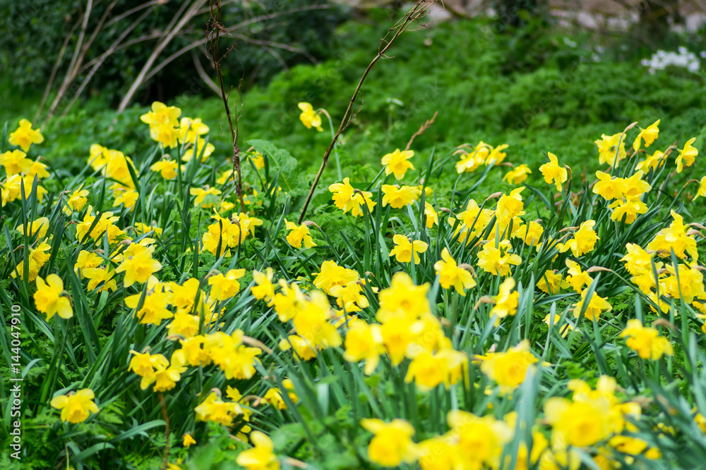 Springtime Daffodils in a park
