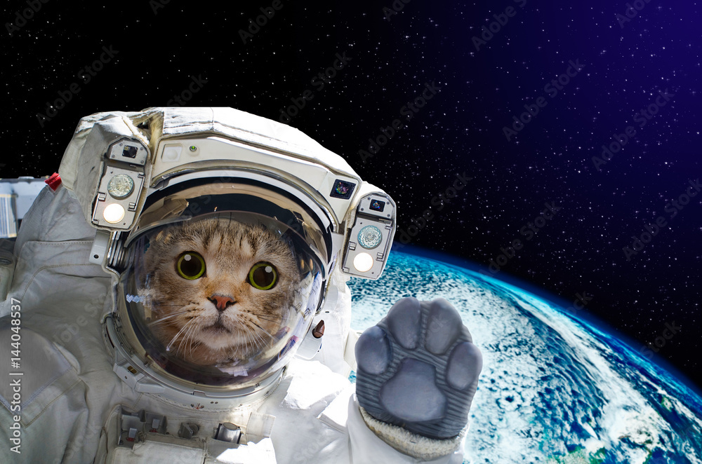 Fototapeta premium Kot astronauta w przestrzeni na tle kuli ziemskiej. Elementy tego zdjęcia dostarczone przez NASA.