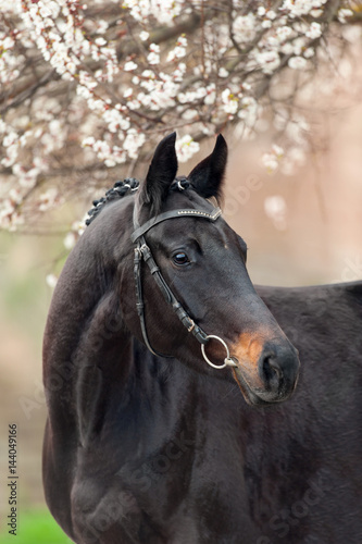 Beautiful black horse portrait against blossom spring tree