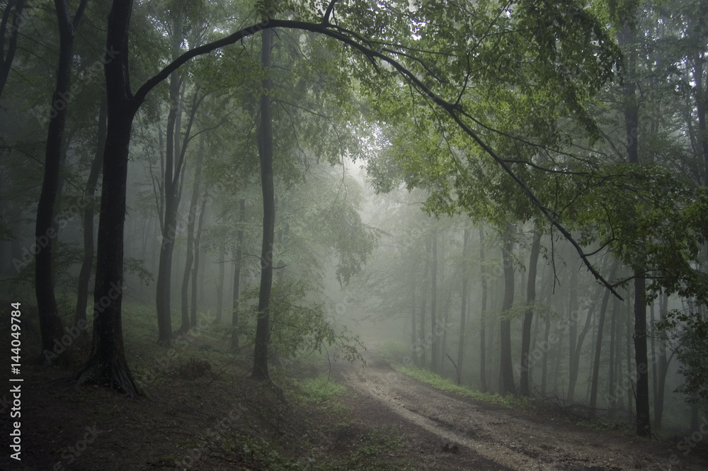 Fototapeta premium forest road landscape with green foliage