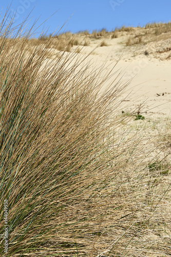 Natural grass and plants on the sand dunes