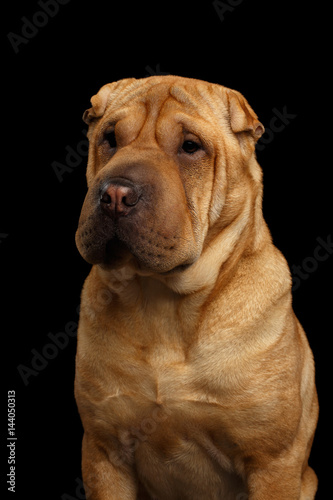 Close-up Portrait of Wrinkled Sharpei Dog with Sad Look on Isolated Black Background, Front view © seregraff