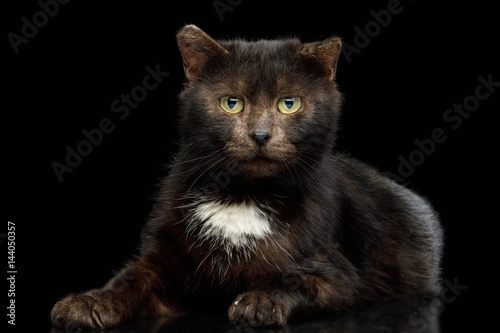 tranquility brown cat look like bear lying on isolated black background