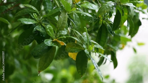 green leaves movement and soaked by wind and rain in tropical rainy season
