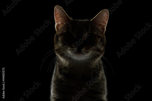 Portrait of Silhouette of Cat in dark on Isolated Black background  front view