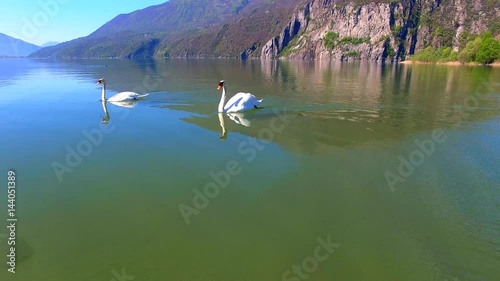 Aerial 4k - Riserva Naturale di Pian di Spagna - Lombardia (IT) - Coppia di cigni reali photo